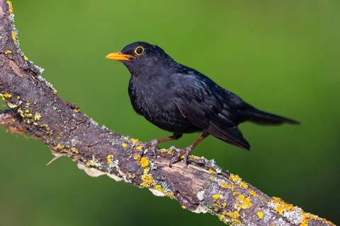 Blackbird (Turdus merula), one, individual, biotope, habitat, perch, garden, Neuhofen,