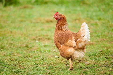 Single brown chicken standing on a grassy field, Chicken (Gallus domesticus), Austria