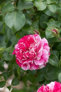 Climbing rose (Rosa COLIBRI), Germany