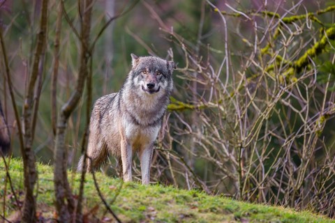 An adult male eurasian gray wolf (Canis lupus lupus) stands on a green meadow on hilly terrain