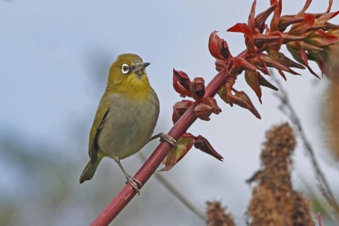 Cape White-eye (Zosterops virens), Western Cape, South Africa