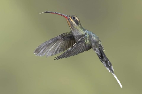 Green Hermit (Phaethornis guy), Ecuador