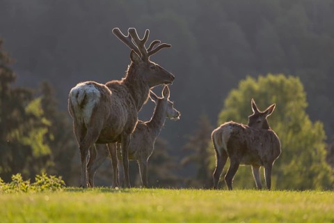 Group of Red Deer, Cervus elaphus, early morning, backlight
