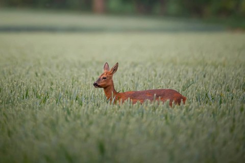 Roe deer (Capreolus capreolus) adult female doe in a farmland cereal crop in the summer, England,