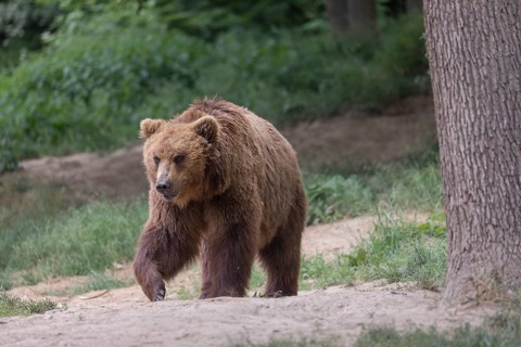 One Kamchatka brown bear (Ursus arctos piscator), walking in a forest. Some green vegetation and a