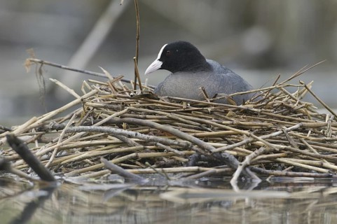 Eurasian Coot (Fulica atra), Saxony, Germany