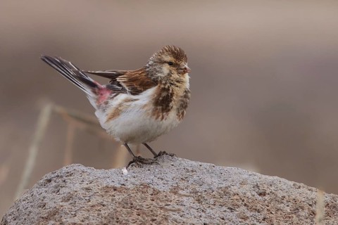 Twite (Linaria flavirostris) male perched on a rock, Armenia