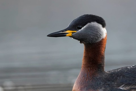 Red-necked Grebe (Podiceps grisegena), Mecklenburg-Western Pomerania, Germany