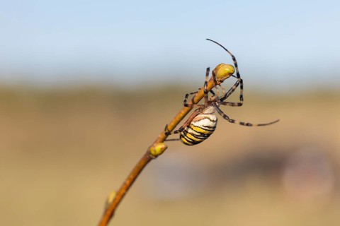One Argiope bruennichi (wasp spider)sitting on a twig