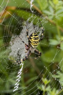 Wasp spider (Argiope bruennichi, Aranea brünnichii) feeding on caught insect in spiral orb web
