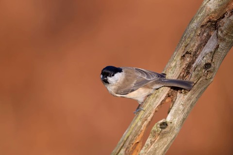 Marsh tit (Poecile palustris) adult bird on a tree branch, England, United Kingdom