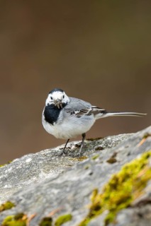 White wagtail (Motacilla alba) sitting on a rock, Bavaria, Germany