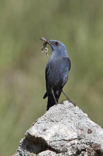 Blue Rock Thrush (Monticola solitarius) male, Andalusia, Spain