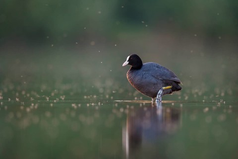 Eurasian Coot (Fulica atra), North Rhine-Westphalia, Germany