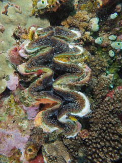 Fluted giant clam (Tridacna squamosa)