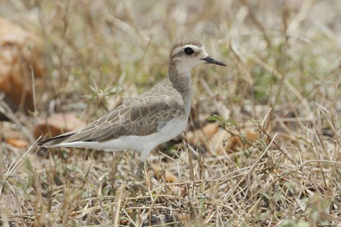 Caspian Plover (Charadrius asiaticus), Masai Mara, Kenya