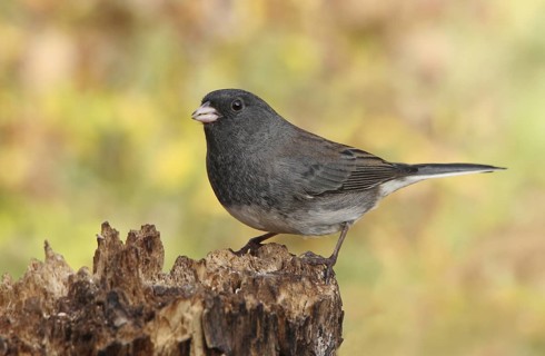 Slate-colored Junco (Junco hyemalis hyemalis), Saskatchewan, Canada