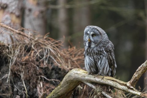 One great grey owl (Strix nebulosa) sitting on the root of a fallen spruce tree