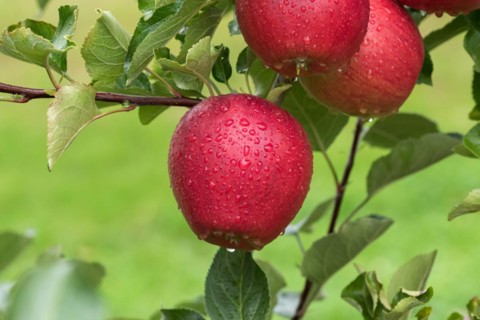 Apple (Malus domestica 'Orangenburg'), Cambridge Botanical Garden, Germany