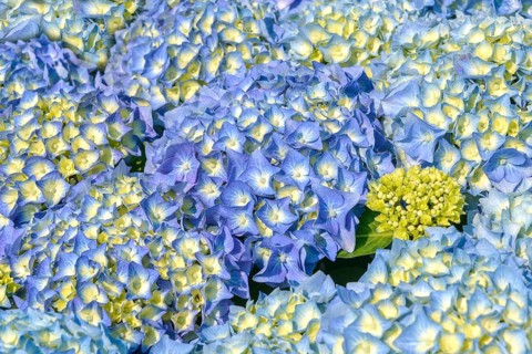 Garden hydrangea (Hydrangea macrophylla 'Bela'), BS Sämann, Germany