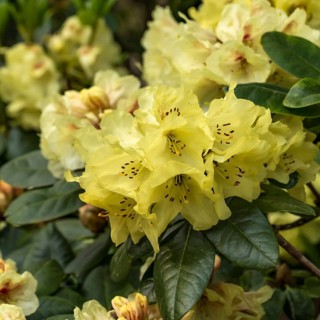 Wards Rhododendron (Rhododendron 'Goldkrone'), Rhododendron Park Bremen, Germany