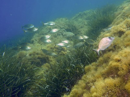A shoal of goldfish (Sarpa salpa) swims through a field of algae in a blue-green underwater world,