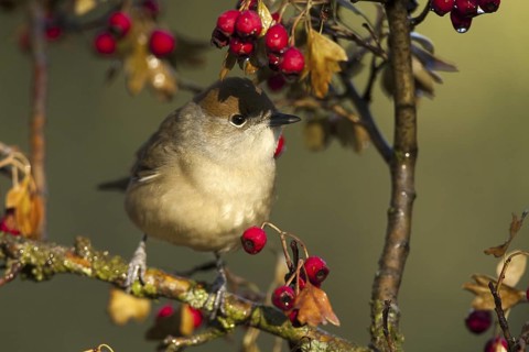 Eurasian Blackcap (Sylvia atricapilla) female, Castile-La Mancha, Spain