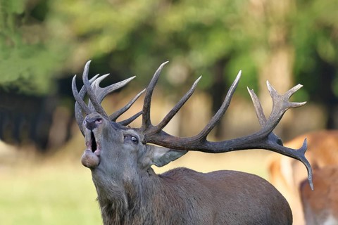 Red deer (Cervus elaphus) during the rutting season, a capital stag roaring in a forest clearing,