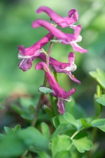 Hollow larkspur (Corydalis cava), Rhineland-Palatinate, Germany