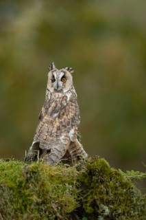 Long eared owl (Asio otus) adult bird on a tree stump in a woodland, Scotland, United Kingdom