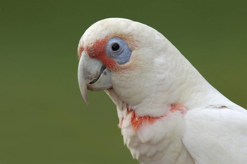 Long-billed Corella (Cacatua tenuirostris), Victoria, Australia