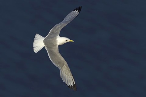 Black-legged Kittiwake (Rissa tridactyla) flying, Schleswig-Holstein, Germany