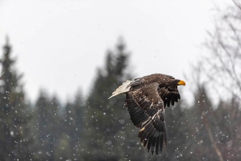 One young Steller's sea eagle (Haliaeetus pelagicus) flying over a lake while snow is falling. A