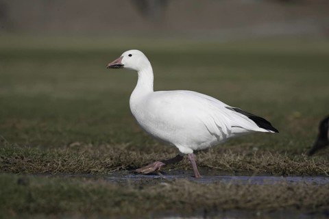 Snow Goose (Anser caerulescens), California, USA
