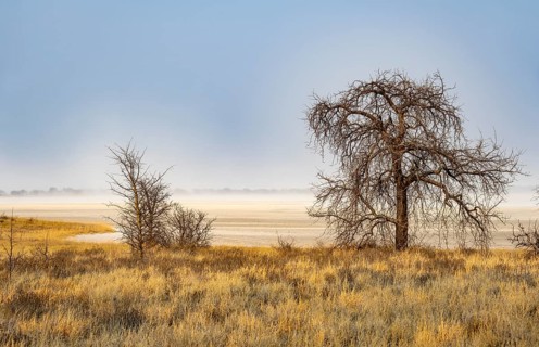 Yellow grass and leafless trees at a dry salt pan, African savannah, Nxai Pan National Park,