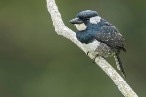 Black-breasted Puffbird (Notharchus pectoralis) perched on a branch in Panama
