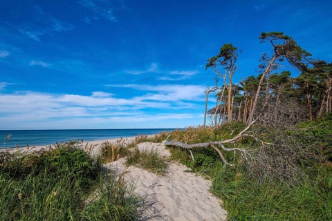 Born am Darß, Fischland-Darß-Zingst, Mecklenburg-Vorpommern, Germany, Pine forest in the dunes on