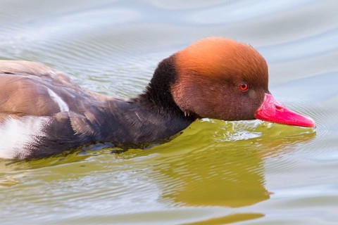 Red Crested Pochard (Netta rufina), adult male swimming on marsh, Castilla la Mancha, Spain