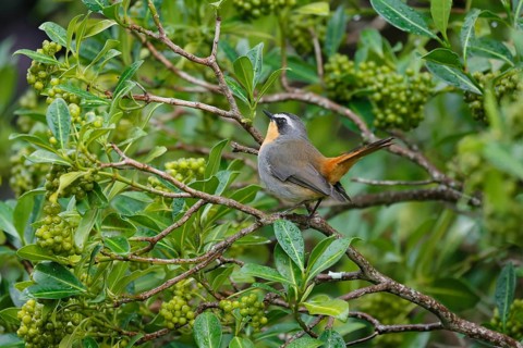 Cape Robin (Cossypha caffra), adult, on bush, vigilant, foraging, Kirstenbosch Botanic Gardens,