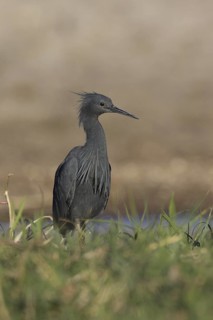 Slaty Egret (Egretta vinaceigula), Chobe, Botswana