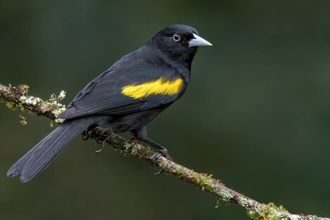 Yellow-winged Cacique (Cassiculus melanicterus) perched on a branch in the Atlantic Rainforest of