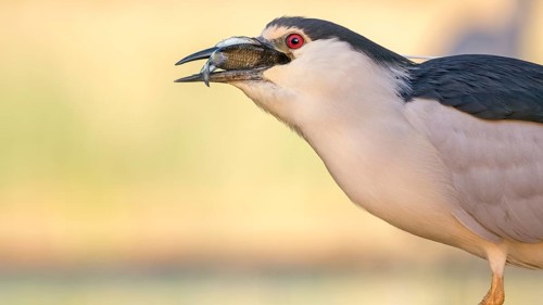 Black-crowned Night Heron (Nycticorax nycticorax) eating fish prey, Hungary
