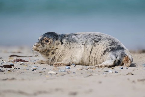 Grey seal (Halichoerus grypus) youngster lying on the beach, Düne, Helgoland, Schleswig-Holstein,
