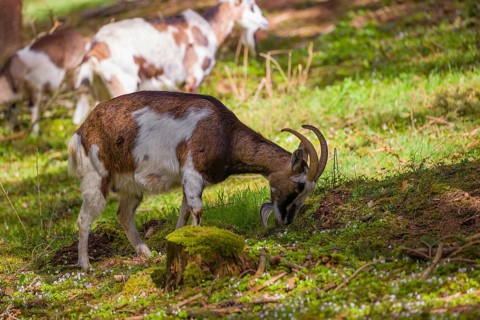 A herd of Tauernschecke goats, Capra aegagrus hircus, grazing in a forest