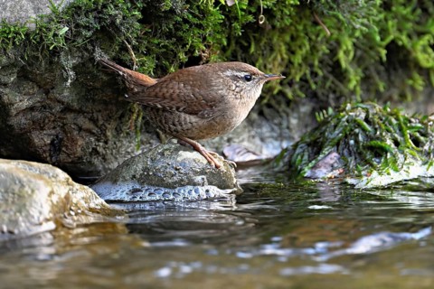 Eurasian wren (Troglodytes troglodytes), sitting on a stone at the edge of a waterhole, Switzerland
