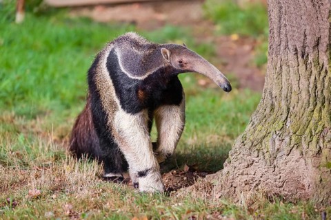 A giant anteater (Myrmecophaga tridactyla) runs over green meadow, looking for food