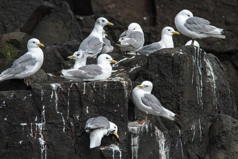 Black-Legged Kittiwake (Rissa tridactyla), on a cliff, Farne Islands, United Kingdom