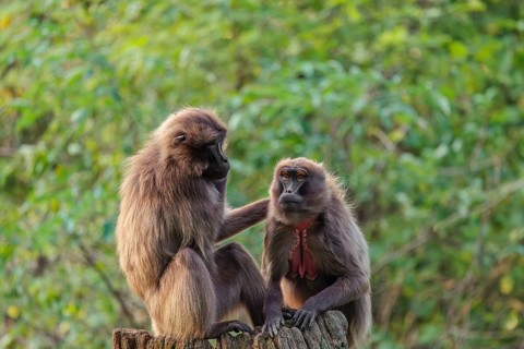 Two female Gelada (Theropithecus gelada), or bleeding-heart monkey sit in beautiful light on a