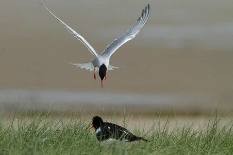 Common Tern (Sterna hirundo) attacking eurasian oystercatcher (Haematopus ostralegus) in the