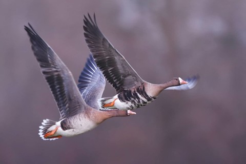 Greater White-fronted Goose (Anser albifrons) flying, North Rhine-Westphalia, Germany